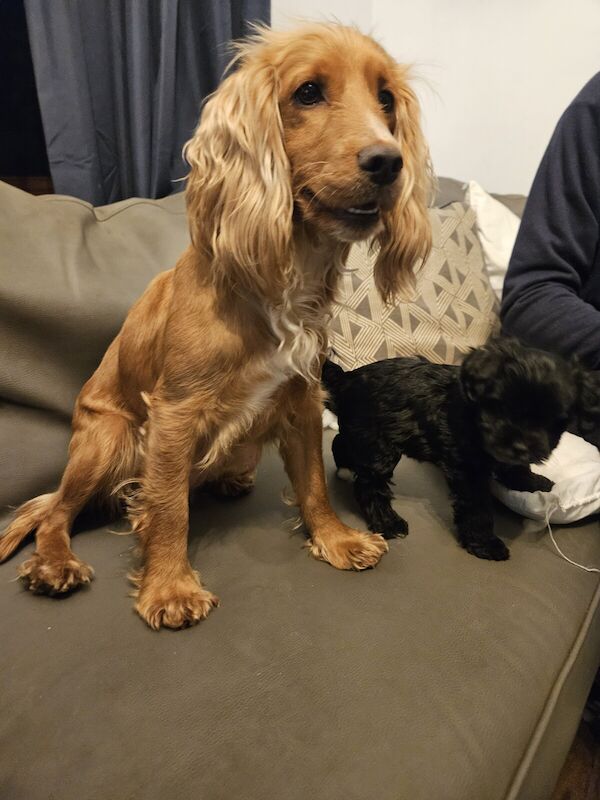 Cocker Spaniel puppies for sale in Canterbury, Kent – 1 year old - Image 2 of 3