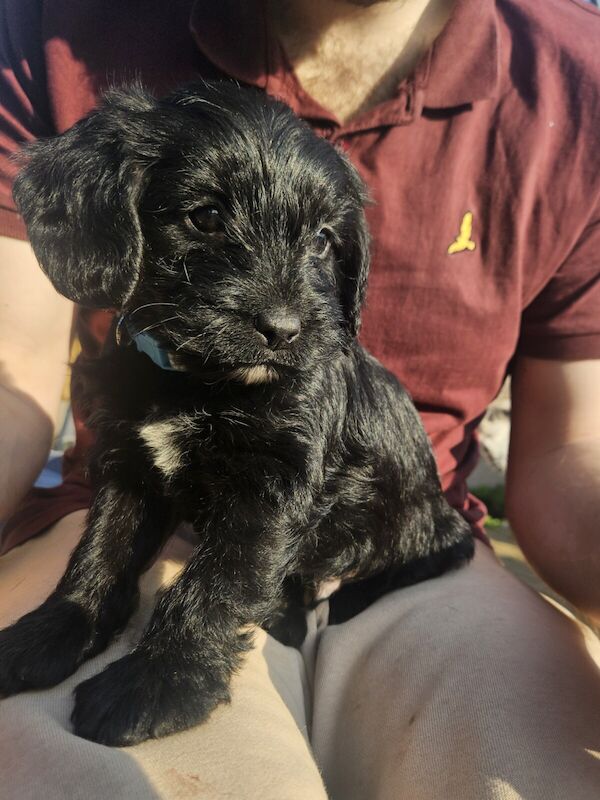Cocker Spaniel puppies for sale in Canterbury, Kent – 1 year old - Image 3 of 3