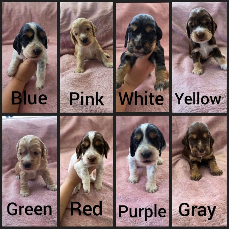 READY NOW KC Reg health tested working cocker spaniels - Image 6 of 8