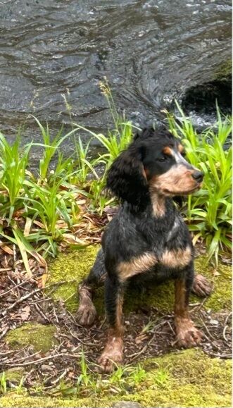 READY NOW KC Reg health tested working cocker spaniels - Image 8 of 8