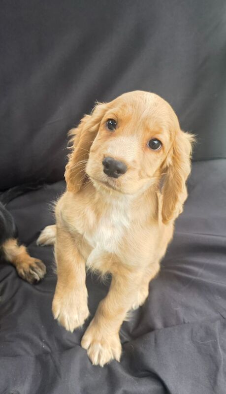 READY NOW KC Reg health tested working cocker spaniels
