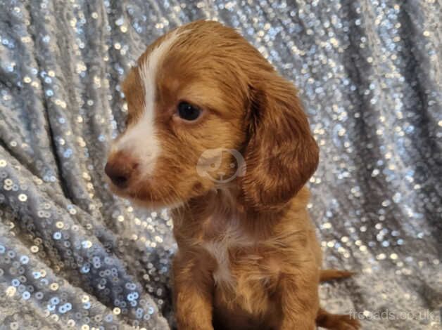 Cocker Spaniel puppies for sale in Walsall, West Midlands – 1 year old - Image 1 of 5