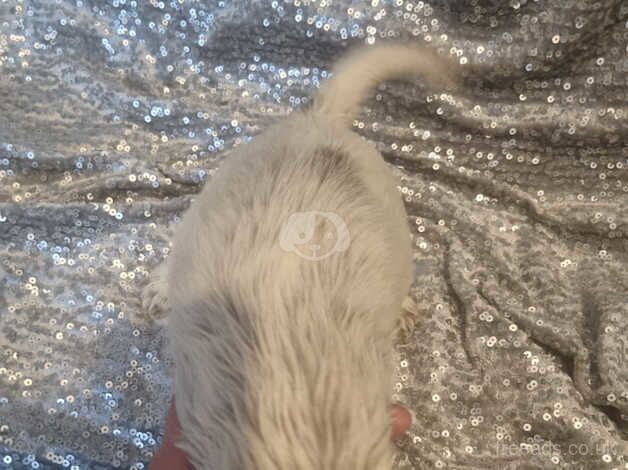 Cocker Spaniel puppies for sale in Walsall, West Midlands – 1 year old - Image 4 of 5