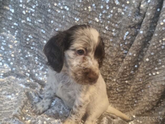 Cocker Spaniel puppies for sale in Walsall, West Midlands – 1 year old - Image 5 of 5