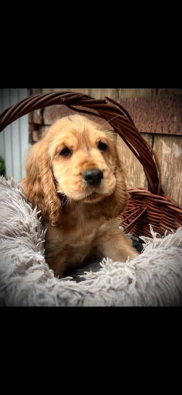 READY TO GO ! Stunning KC puppies