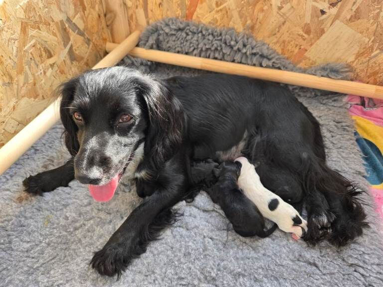 Ready to leave - Cocker Spaniel Puppies