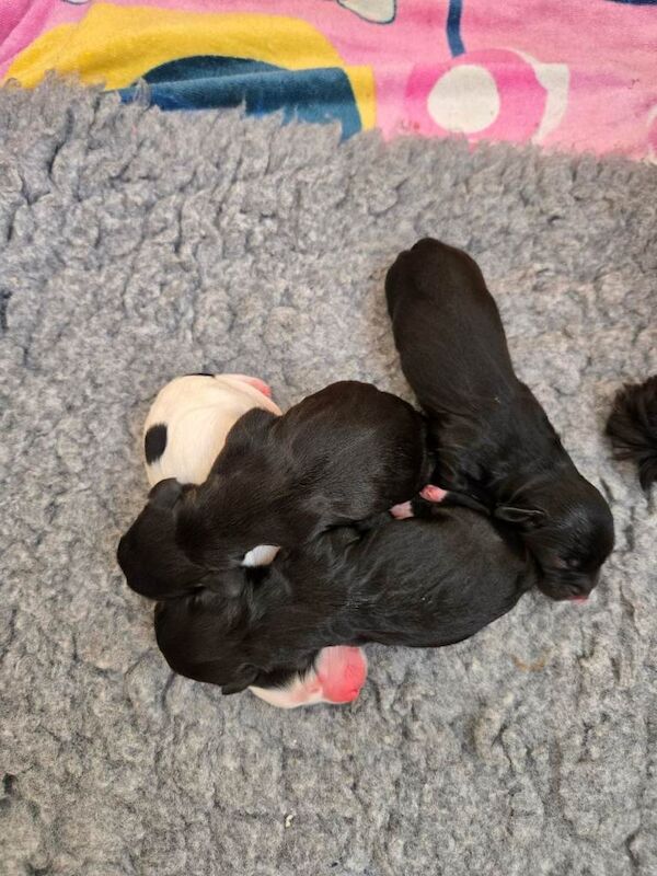 Ready to leave - Cocker Spaniel Puppies - Image 2 of 4