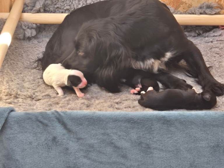 Ready to leave - Cocker Spaniel Puppies - Image 3 of 4
