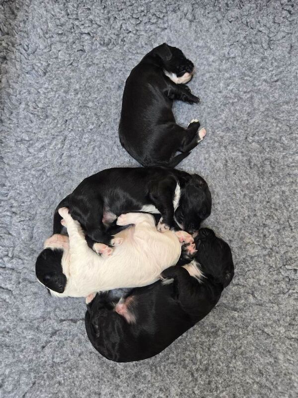 Ready to leave - Cocker Spaniel Puppies - Image 4 of 4