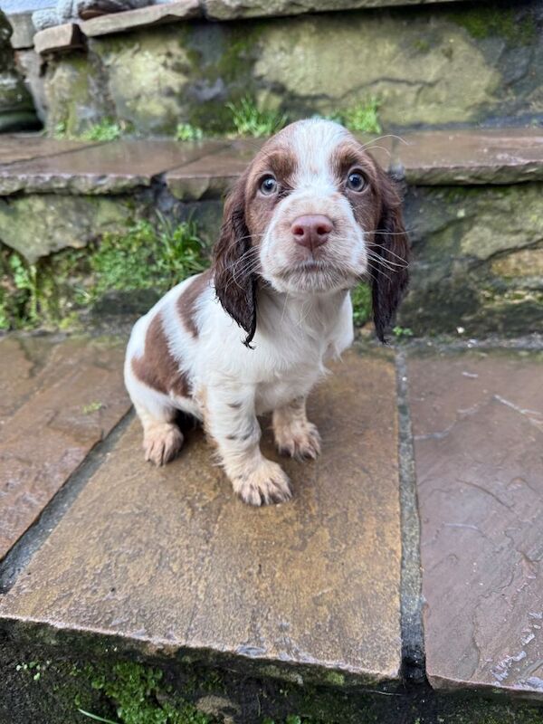 Cocker Spaniel puppies for sale in Haywards Heath, West Sussex – 9 weeks old