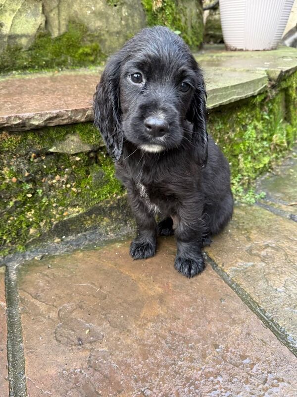 Ready to leave now! Cocker spaniel puppies - Image 3 of 6