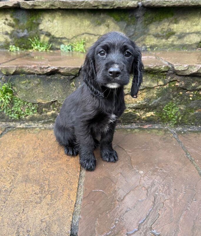 Ready to leave now! Cocker spaniel puppies - Image 5 of 6