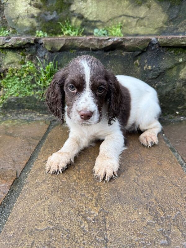 Ready to leave now! Cocker spaniel puppies - Image 6 of 6