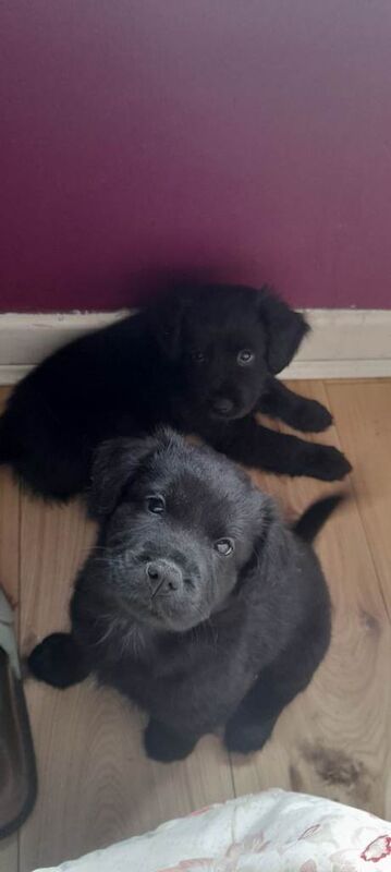 Puppys