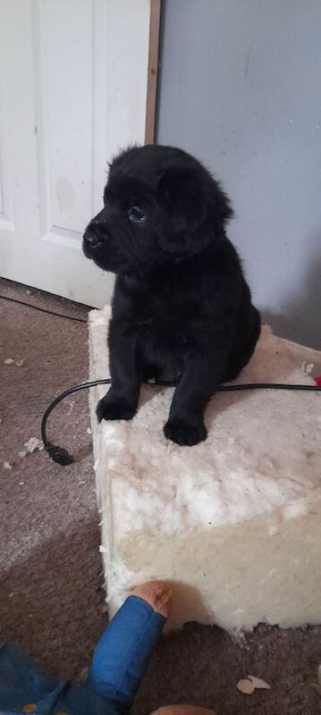 Puppys - Image 2 of 4