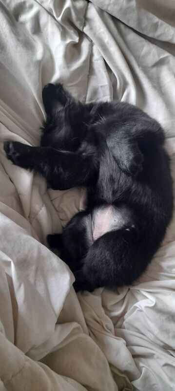 Puppys - Image 3 of 4