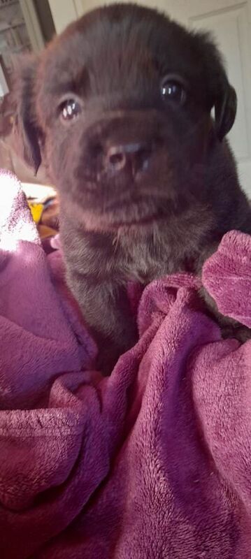 Puppys - Image 4 of 4