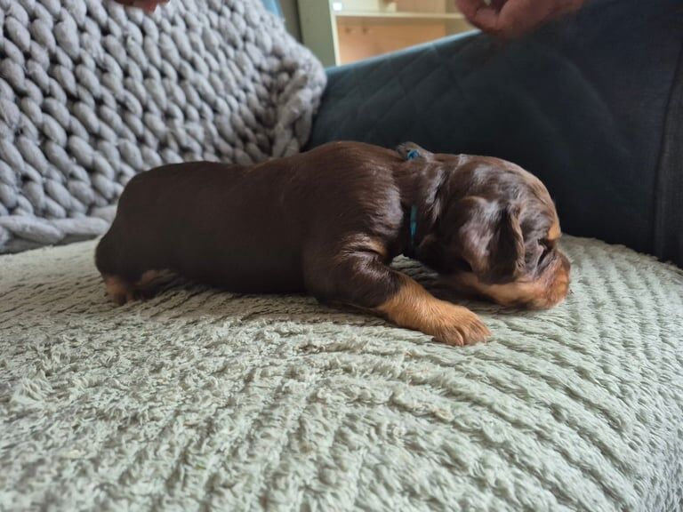 Cocker Spaniel puppies for sale in Highland Boath, Nairn – 4 weeks old