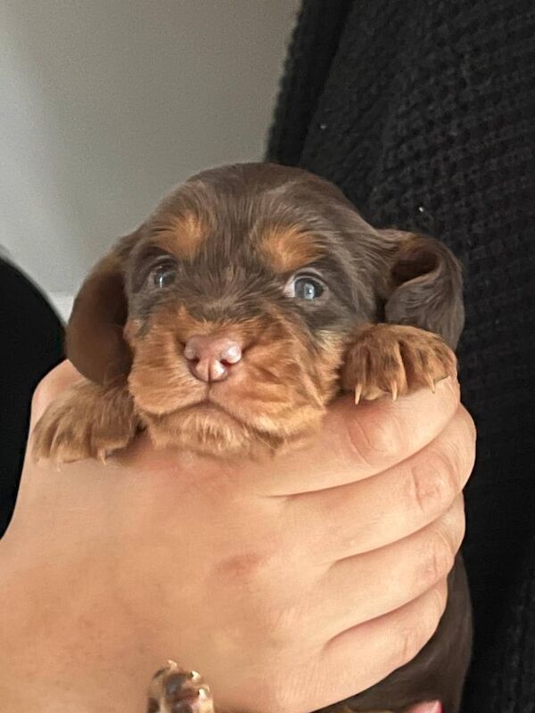 Cocker Spaniel puppies for sale in Highland Boath, Nairn β 6 months old - Image 2 of 3