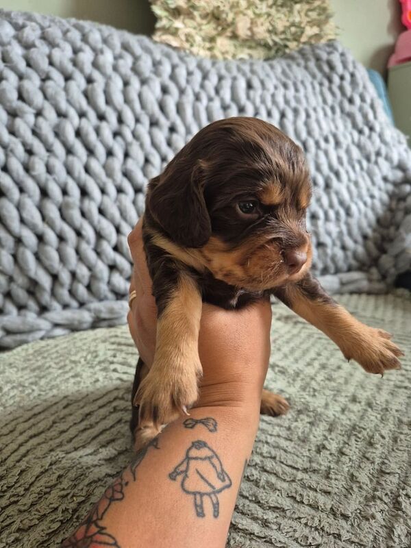 Cocker Spaniel puppies for sale in Highland Boath, Nairn β 6 months old - Image 3 of 3