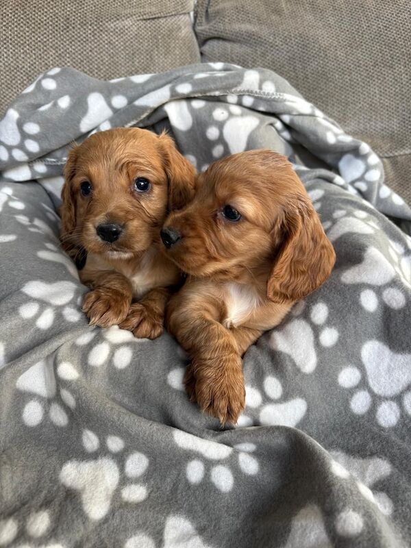 Cocker Spaniel puppies for sale in Yeovil, Somerset – 5 weeks old