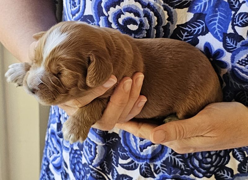 Cocker Spaniel puppies for sale in Ottery St Mary, Devon – KC registered, 2 years old - Image 2 of 12