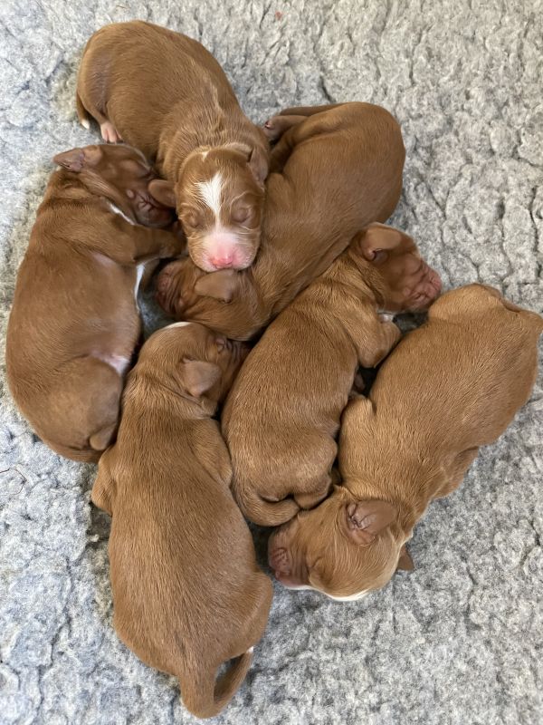 Cocker Spaniel puppies for sale in Ottery St Mary, Devon – KC registered, 2 years old - Image 3 of 12
