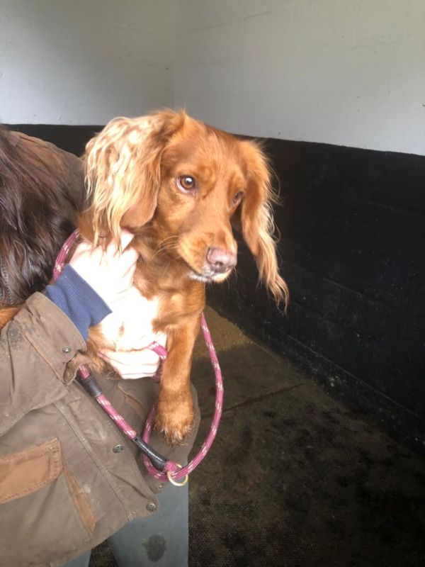 Cocker Spaniel puppies for sale in Ottery St Mary, Devon – KC registered, 2 years old - Image 5 of 12