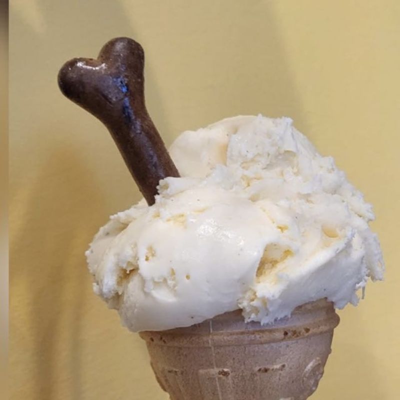 Cocker Spaniel puppies for sale in Ottery St Mary, Devon – KC registered, 2 years old - Image 6 of 12