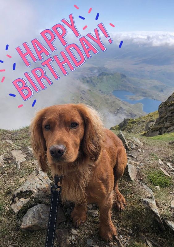 Cocker Spaniel puppies for sale in Ottery St Mary, Devon – KC registered, 2 years old - Image 7 of 12