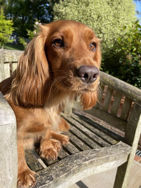Cocker Spaniel puppies for sale in Ottery St Mary, Devon – KC registered, 2 years old - Image 8 of 12