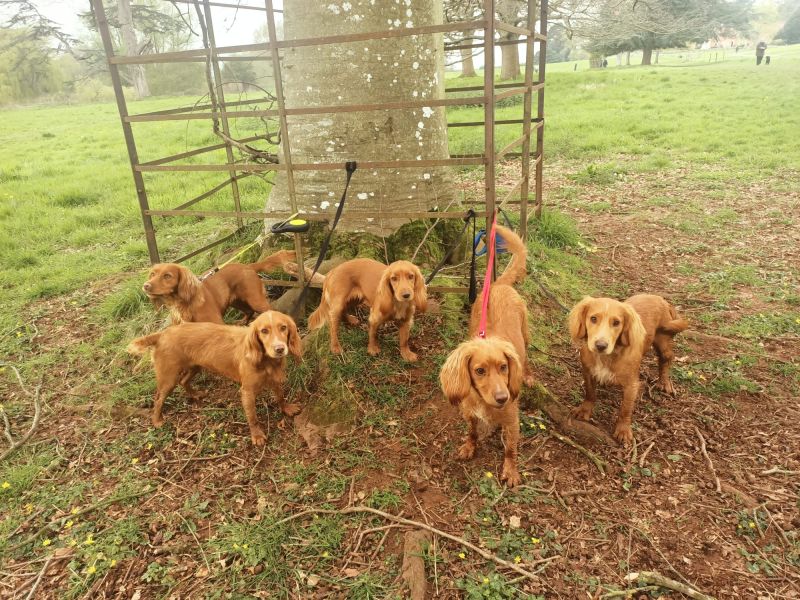 Cocker Spaniel puppies for sale in Ottery St Mary, Devon – KC registered, 2 years old - Image 9 of 12