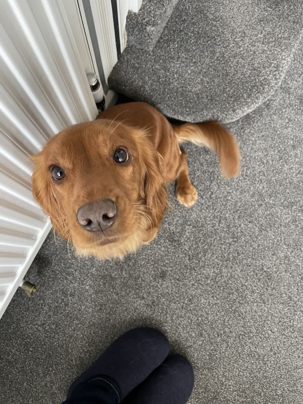 Cocker Spaniel puppies for sale in Ottery St Mary, Devon – KC registered, 2 years old - Image 10 of 12