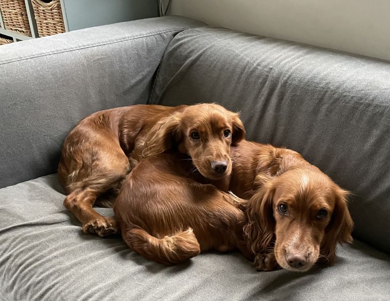 Cocker Spaniel puppies for sale in Ottery St Mary, Devon – KC registered, 2 years old - Image 12 of 12