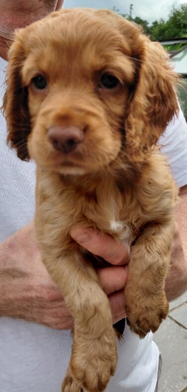 Cocker Spaniel puppies for sale in Eccleshall, Staffordshire – KC registered, 7 weeks old