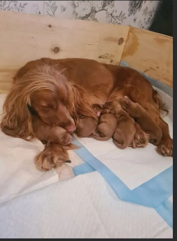 Cocker Spaniel puppies for sale in Eccleshall, Staffordshire – KC registered, 7 weeks old - Image 3 of 8