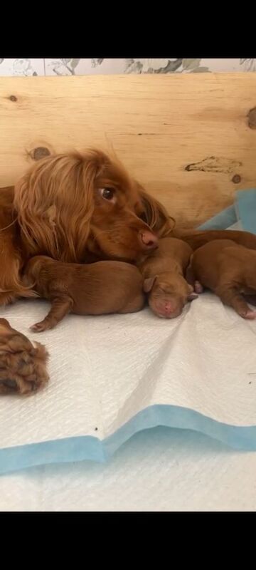 Cocker Spaniel puppies for sale in Eccleshall, Staffordshire – KC registered, 7 weeks old - Image 6 of 8