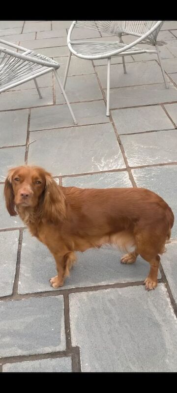 Cocker Spaniel puppies for sale in Eccleshall, Staffordshire – KC registered, 7 weeks old - Image 7 of 8