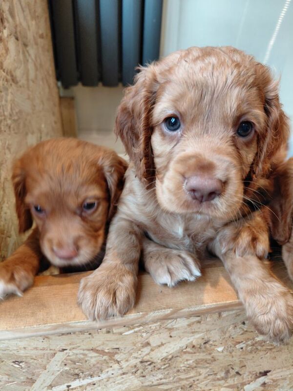 Cocker Spaniel puppies for sale in Eccleshall, Staffordshire – KC registered, 7 weeks old - Image 8 of 8