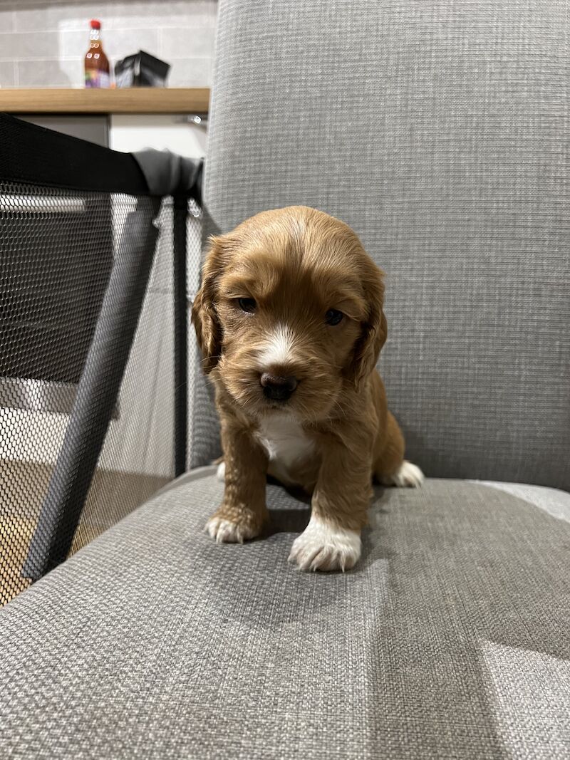 Red working cockers for sale - Image 3 of 5