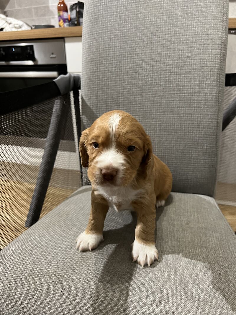 Red working cockers for sale - Image 4 of 5