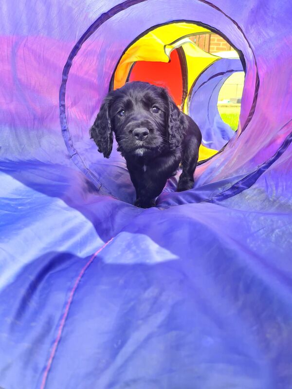 REDAY TO LEAVE. Pedigree Cocker spaniels