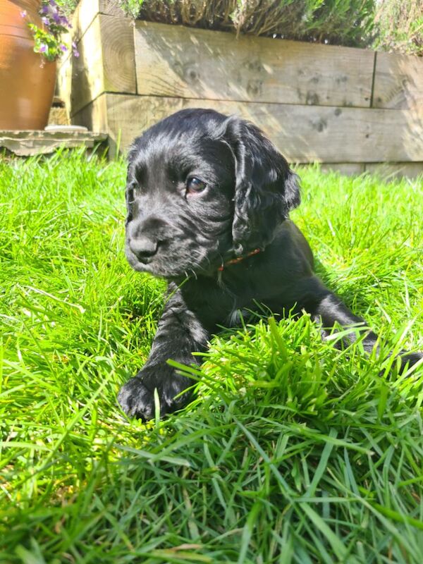 REDAY TO LEAVE. Pedigree Cocker spaniels - Image 2 of 10