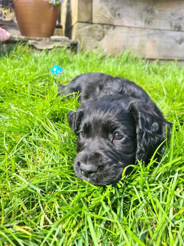 REDAY TO LEAVE. Pedigree Cocker spaniels - Image 3 of 10