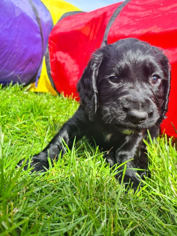 REDAY TO LEAVE. Pedigree Cocker spaniels - Image 4 of 10