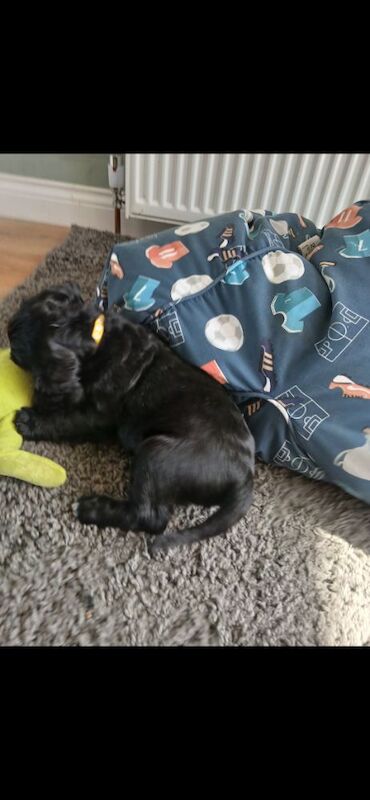 REDAY TO LEAVE. Pedigree Cocker spaniels - Image 5 of 10