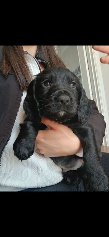 REDAY TO LEAVE. Pedigree Cocker spaniels - Image 6 of 10