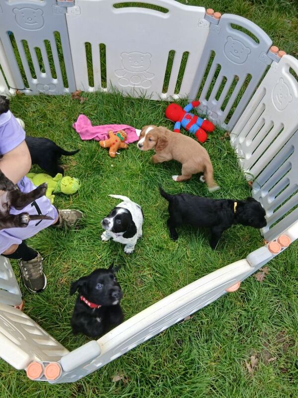 REDAY TO LEAVE. Pedigree Cocker spaniels - Image 7 of 10