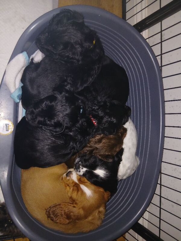 REDAY TO LEAVE. Pedigree Cocker spaniels - Image 8 of 10