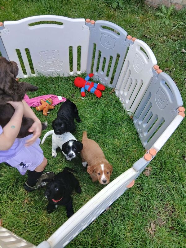 REDAY TO LEAVE. Pedigree Cocker spaniels - Image 9 of 10